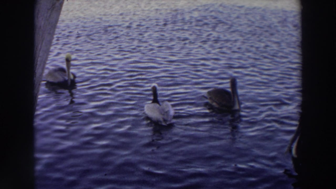 Three pelicans glide across rippling pond water near a dark frame edge.