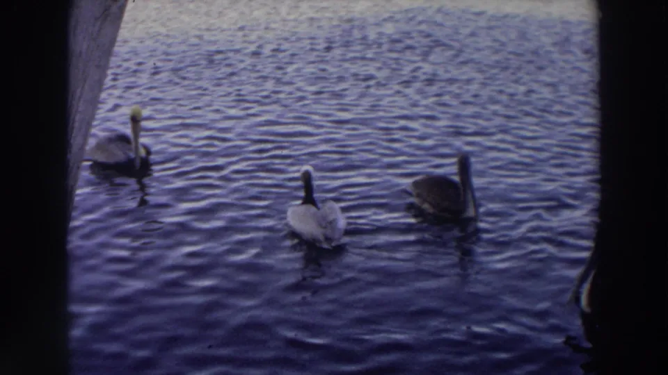 1966 Puerto Rico 8mm frame showing three pelicans moving across dark rippling pond water.
