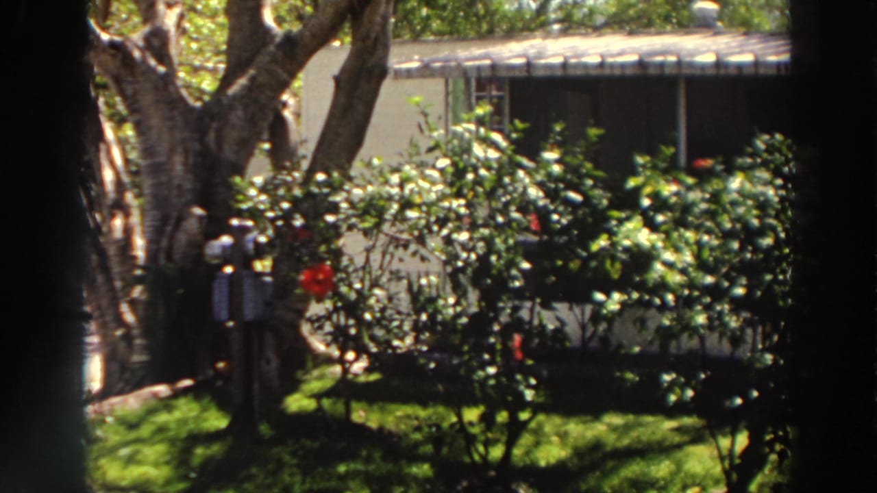 1966 Puerto Rico home-movie frame of a sunlit yard with flowering shrubs, a large tree, and a low house exterior.