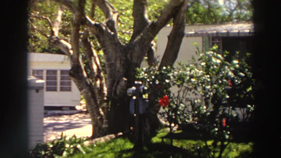 1966 Puerto Rico 8mm frame showing a leafy residential yard, flowering shrubs, tree trunks, and a modest house exterior.