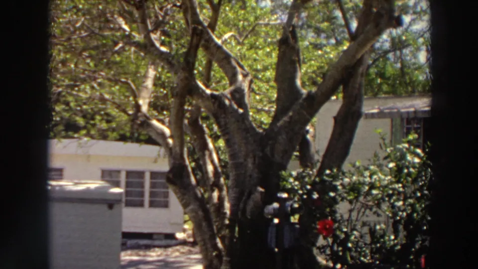 1966 Puerto Rico home-movie frame with a broad tree, red flowers, dense shrubs, and a low house in the background.
