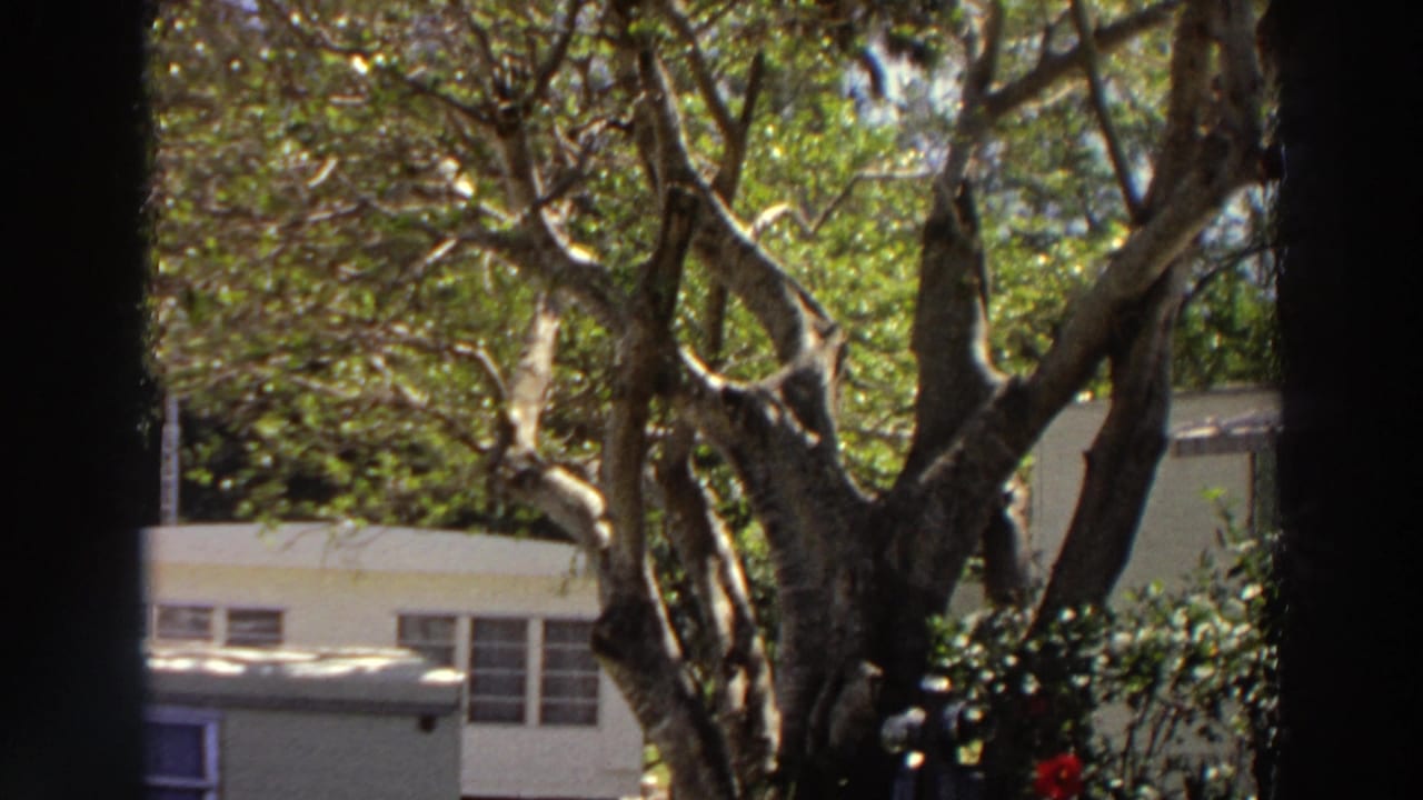 Windblown trees and a pale building seen through dark film-frame edges.