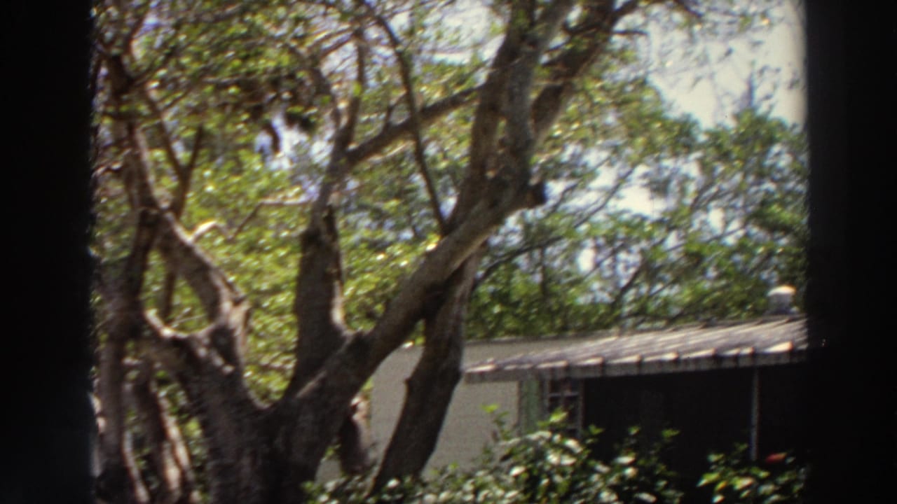 Tree branches and foliage fill the view with a building roofline behind them.
