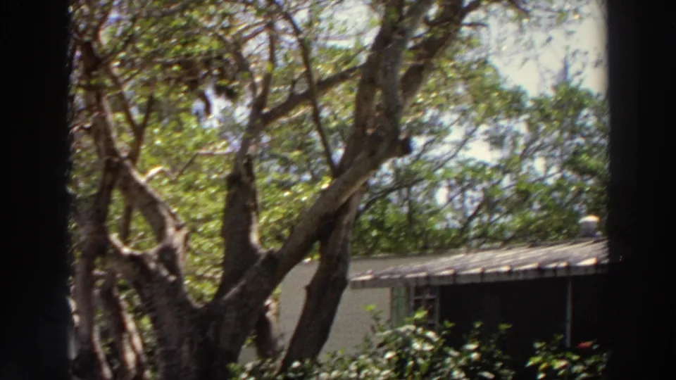 1966 Puerto Rico frame with dense tree canopy, twisting branches, and part of a shaded building exterior.