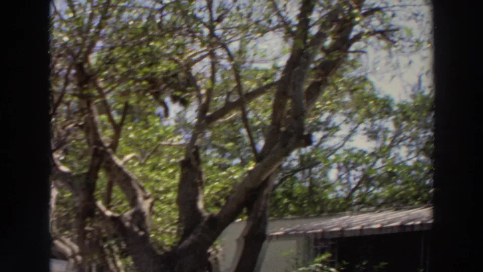 1966 Puerto Rico home-movie view of large tree limbs, sunlit leaves, and a low building in the background.