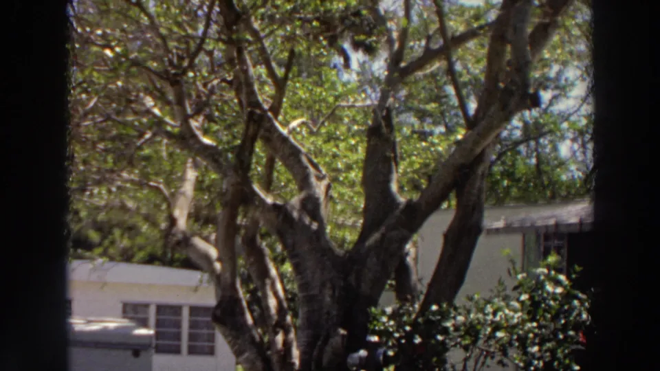 1966 Puerto Rico frame showing a gnarled tree, foliage, windows, and part of a light building exterior.