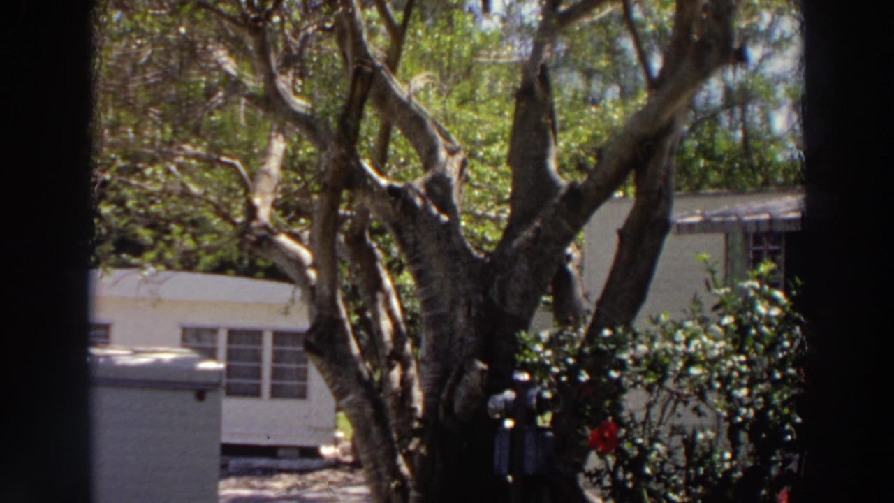 1966 Puerto Rico 8mm frame showing red roses, shrubs, a gnarled tree, and a white residential structure beyond a lawn.