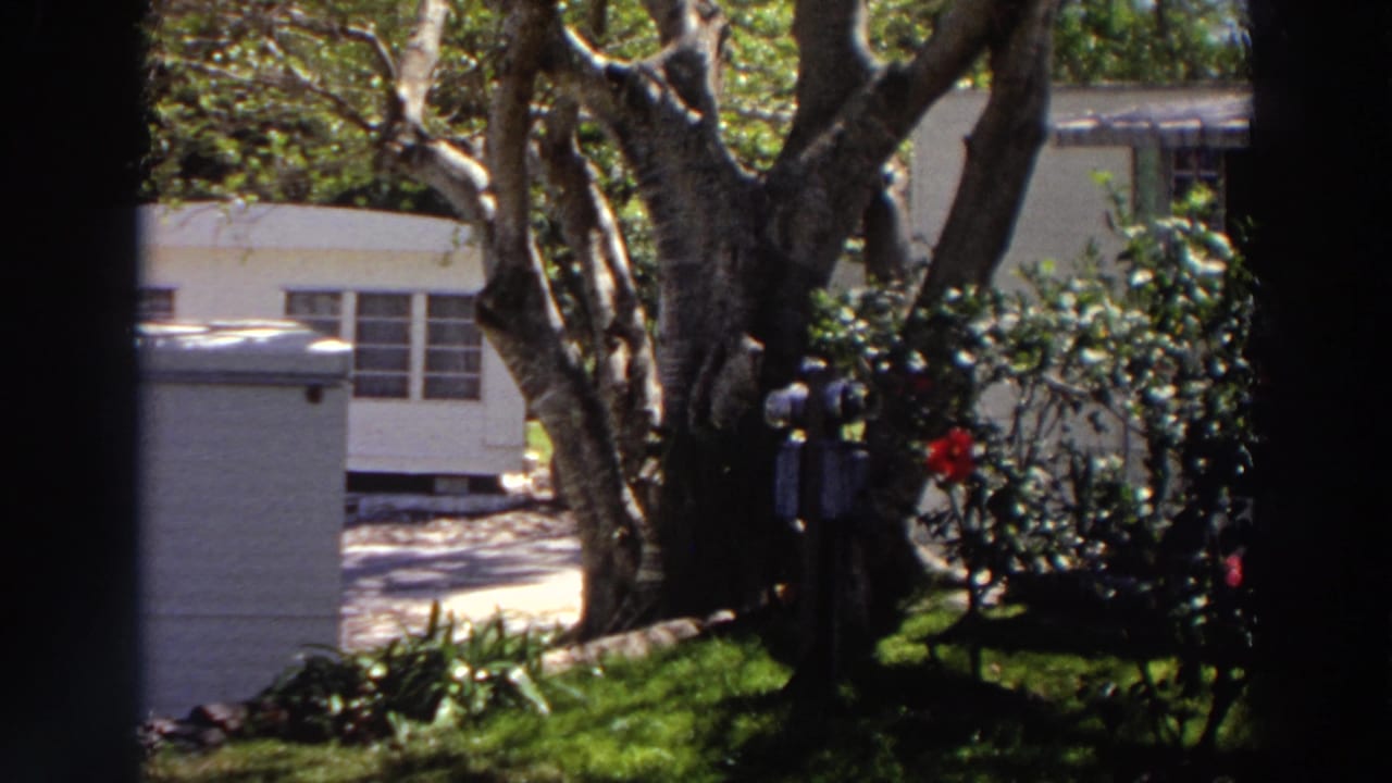 1966 Puerto Rico garden view with a large tree, red rose blooms, dense greenery, and a white residential building in the background.