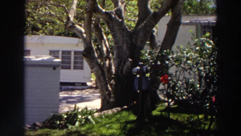 1966 Puerto Rico garden view with a large tree, red rose blooms, dense greenery, and a white residential building in the background.