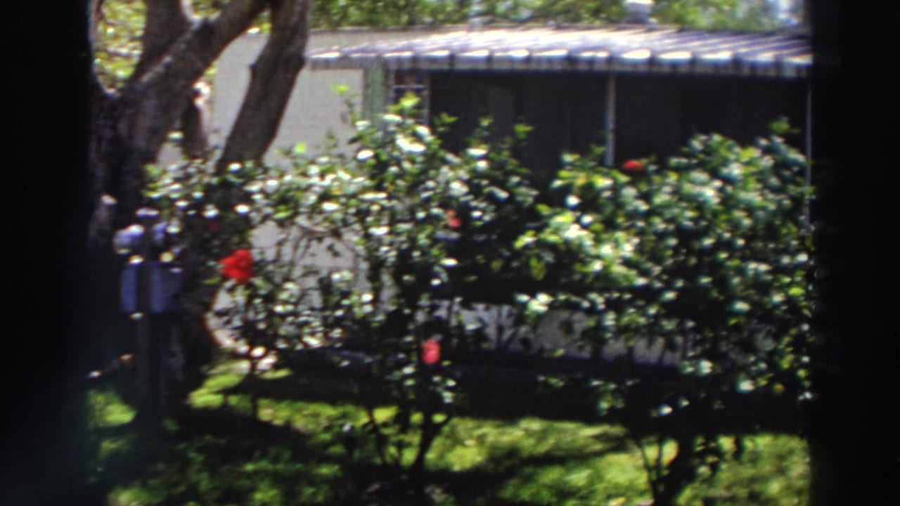 1966 Puerto Rico 8mm still of rose bushes, shrubs, grass, and part of a nearby residential structure behind the garden.
