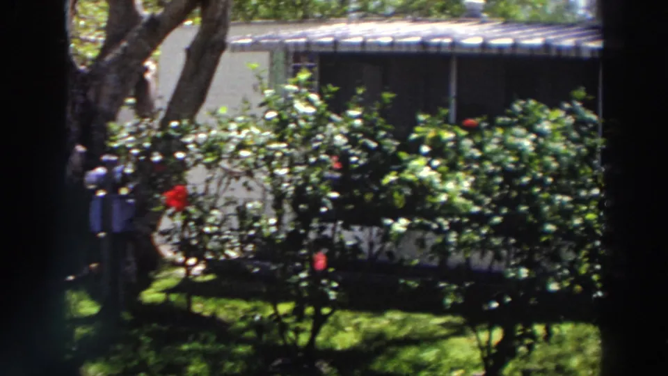 1966 Puerto Rico 8mm still of rose bushes, shrubs, grass, and part of a nearby residential structure behind the garden.