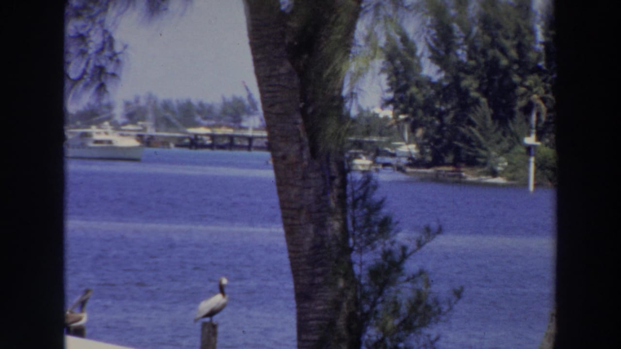 1966 Puerto Rico waterfront view framed by a palm trunk, with boats across blue water and pelicans perched near the shore.