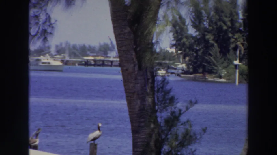 1966 Puerto Rico waterfront view framed by a palm trunk, with boats across blue water and pelicans perched near the shore.