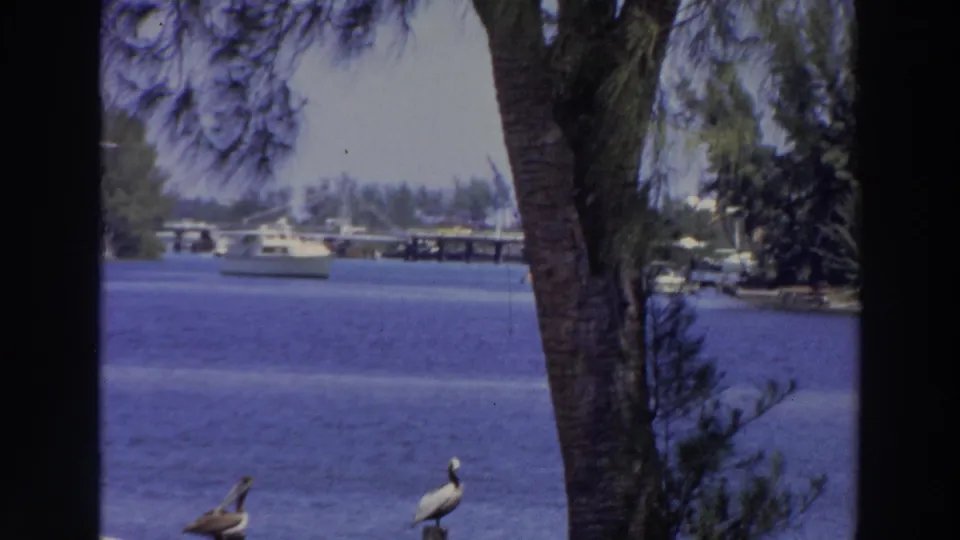 1966 Puerto Rico 8mm waterfront frame with boats in the distance, pelicans near shore, and a palm trunk dividing the view.