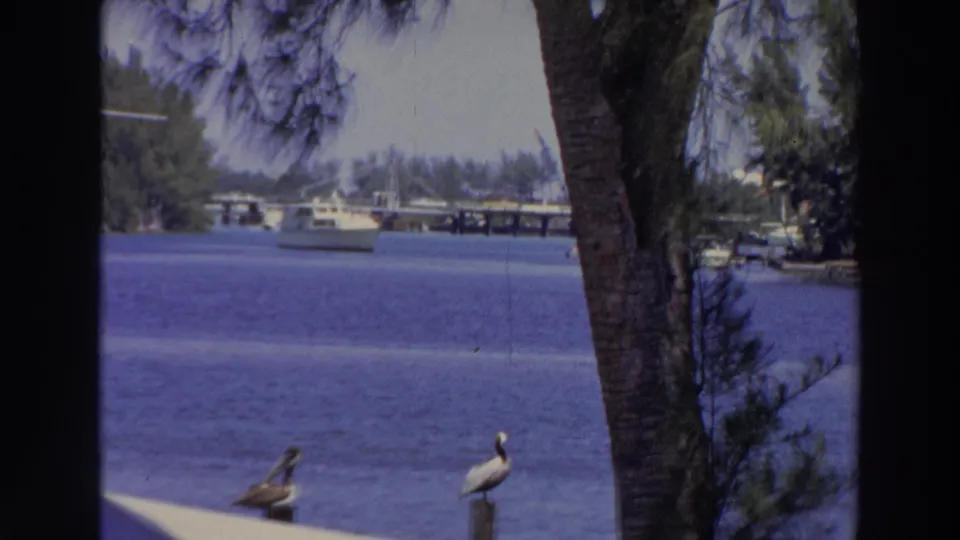 1966 Puerto Rico waterfront scene showing pelicans at the shore, boats on blue water, and a palm trunk and trees framing the view.