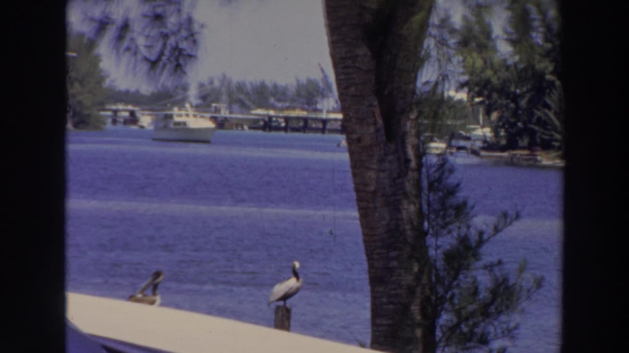 Two pelicans perch near a blue bay with boats, a pier, palm trunks, and shoreline trees.