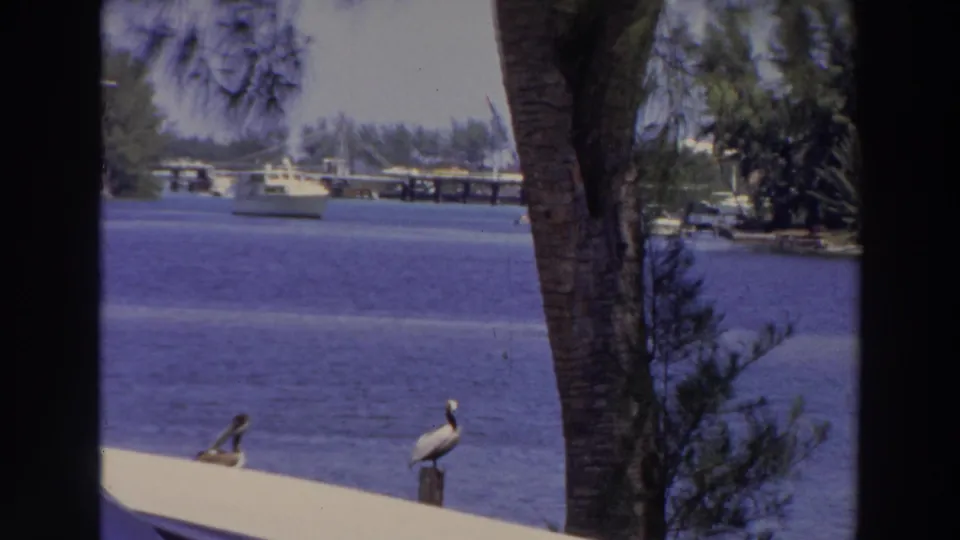 1966 Puerto Rico 8mm frame with two pelicans on posts beside calm bay water, boats, a pier, and palm-framed shoreline.