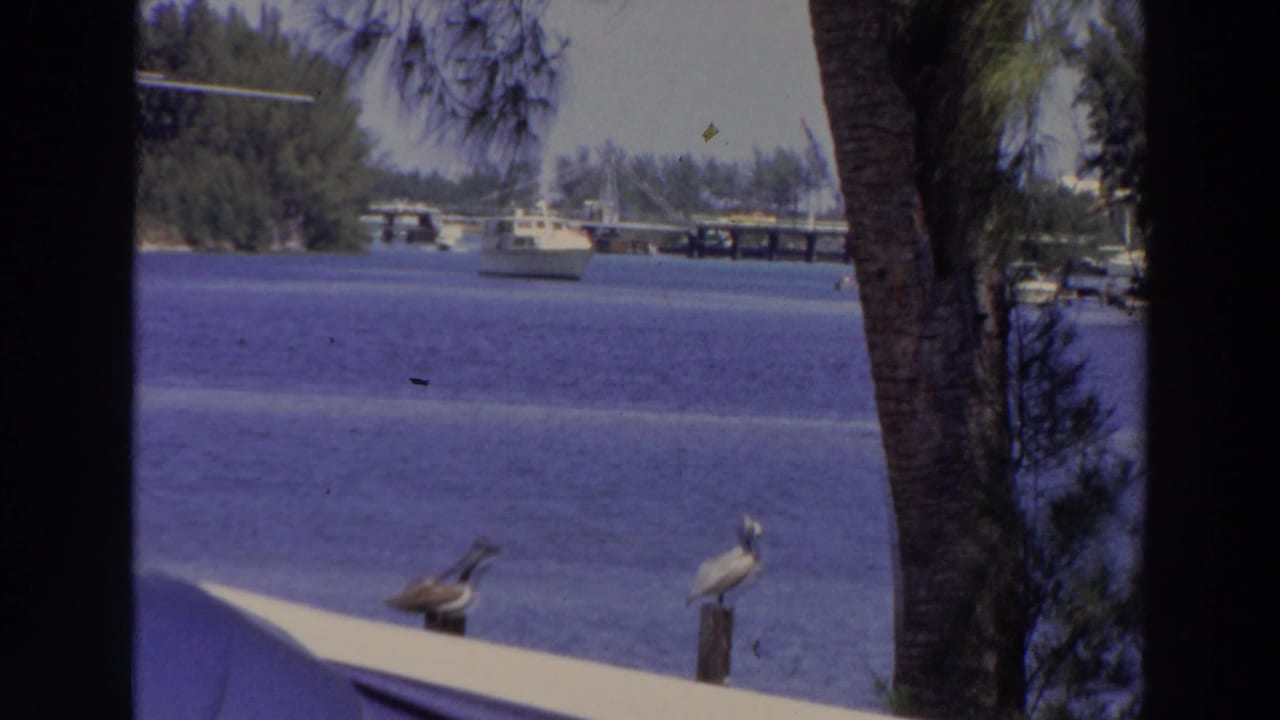 1966 Puerto Rico coastal view with pelicans in the foreground, blue water, a white boat, distant pier, and palm-lined shore.