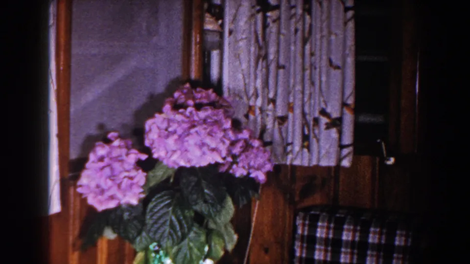 Purple flowers and broad green leaves fill the foreground beside patterned curtains in the 1960 Brighton home interior.