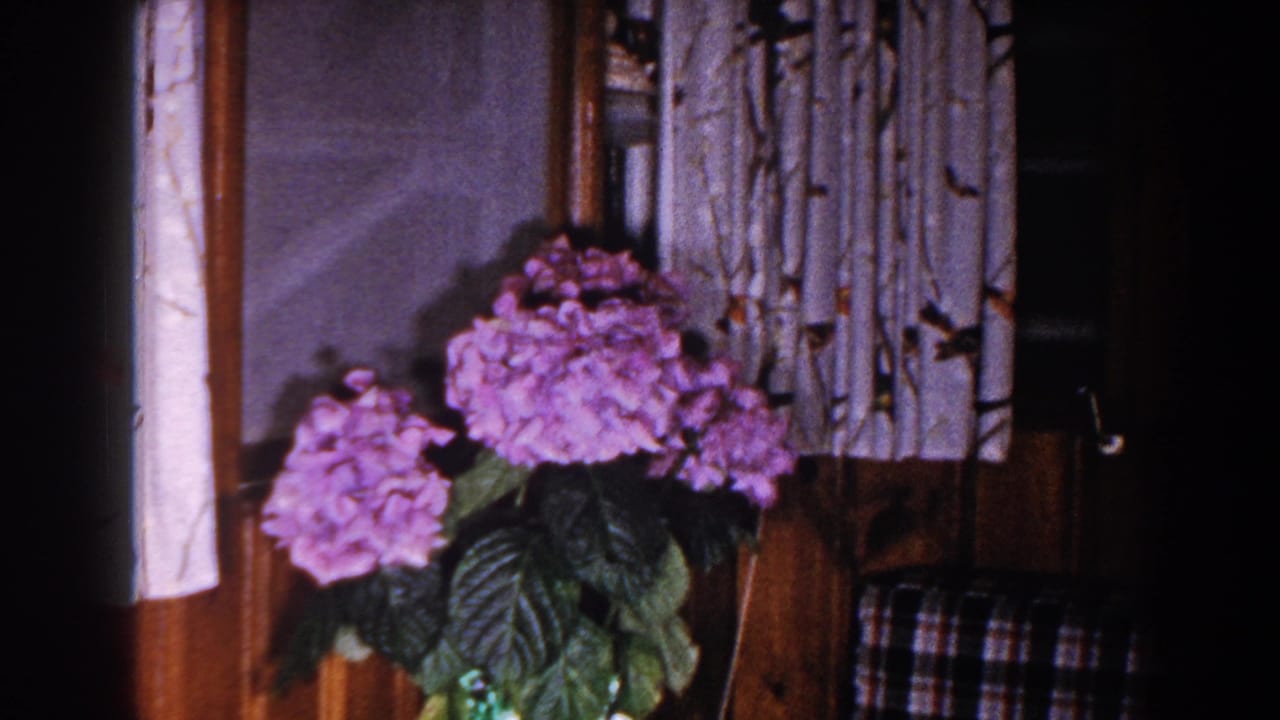 1960 Brighton, Michigan home-movie frame showing purple hydrangeas near white patterned curtains and wood paneling.