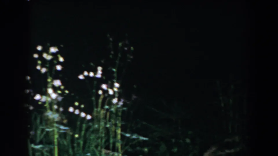The final frame moves away from the fountain to nearby grass and small white flowers in the dim outdoor garden.