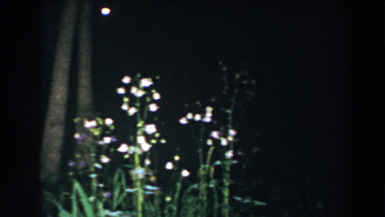 1960 8mm home-movie frame from Brighton, Michigan showing white wildflowers lit against dark tree trunks at night.