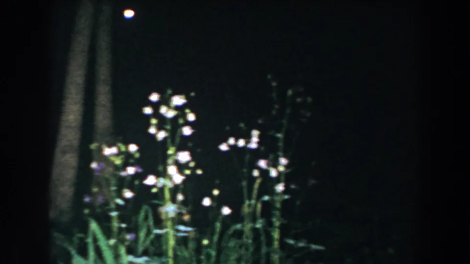 1960 8mm home-movie frame from Brighton, Michigan showing white wildflowers lit against dark tree trunks at night.