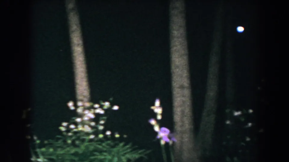 Night forest frame with silhouetted trunks, small white and purple flowers, and a bright out-of-focus orb above.