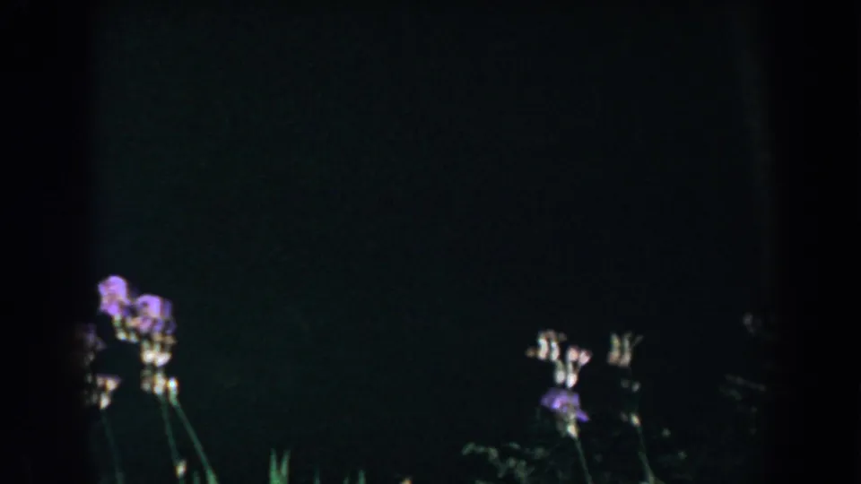 1960 home-movie frame with purple and pale wildflowers visible near the bottom of a dark nighttime forest view.