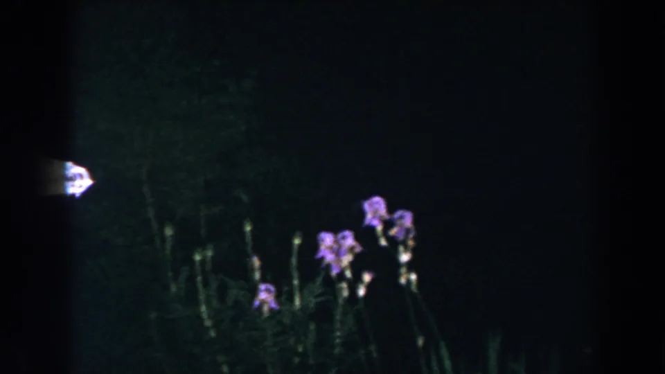 Dark 8mm frame from Brighton, Michigan with purple wildflowers, faint stems, and a shadowed forest background at night.