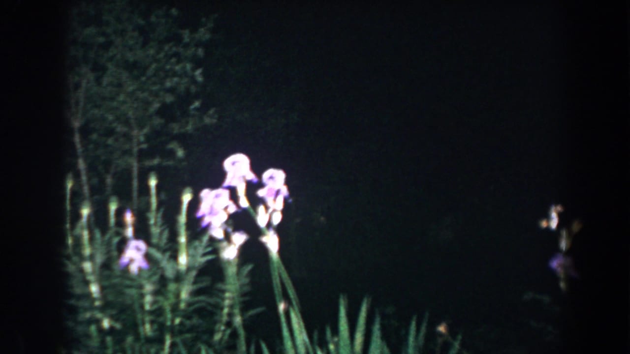 Purple irises lit against a dark garden at night.