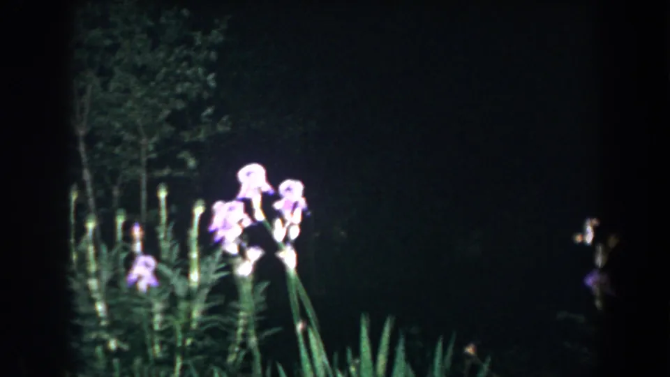 Purple irises stand in dim artificial light in a dark Brighton, Michigan garden from 1960 home-movie footage.