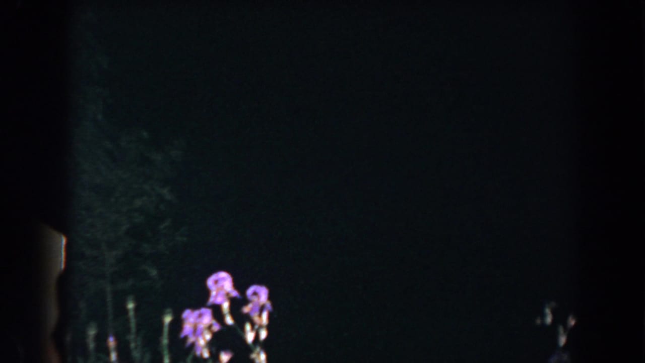 Dim garden view with purple flowers and a small dark figure near the edge.