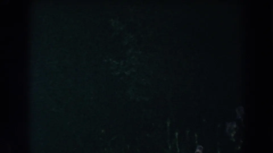 The final frame shows a mostly dark night garden with faint foliage and small flowers visible near the lower edge.