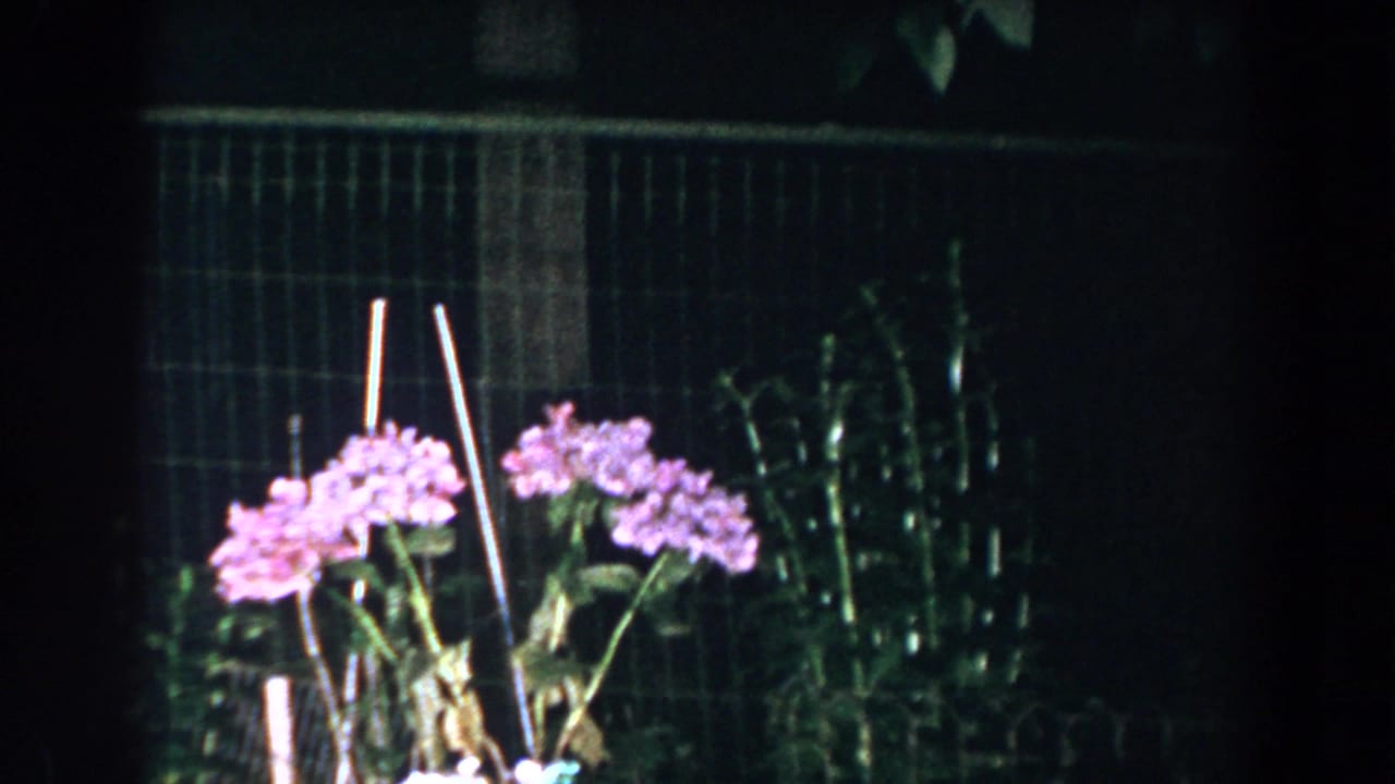 Pink flowers and stakes appear in front of a dark fence or railing.