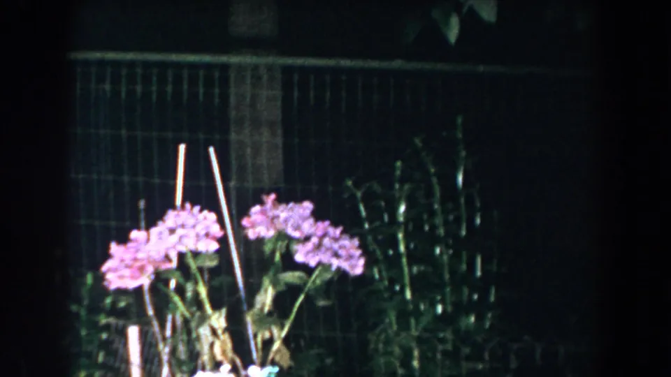 Pink garden flowers, support stakes, and a dark fence or railing briefly emerge in the 1960 Brighton nighttime park scene.