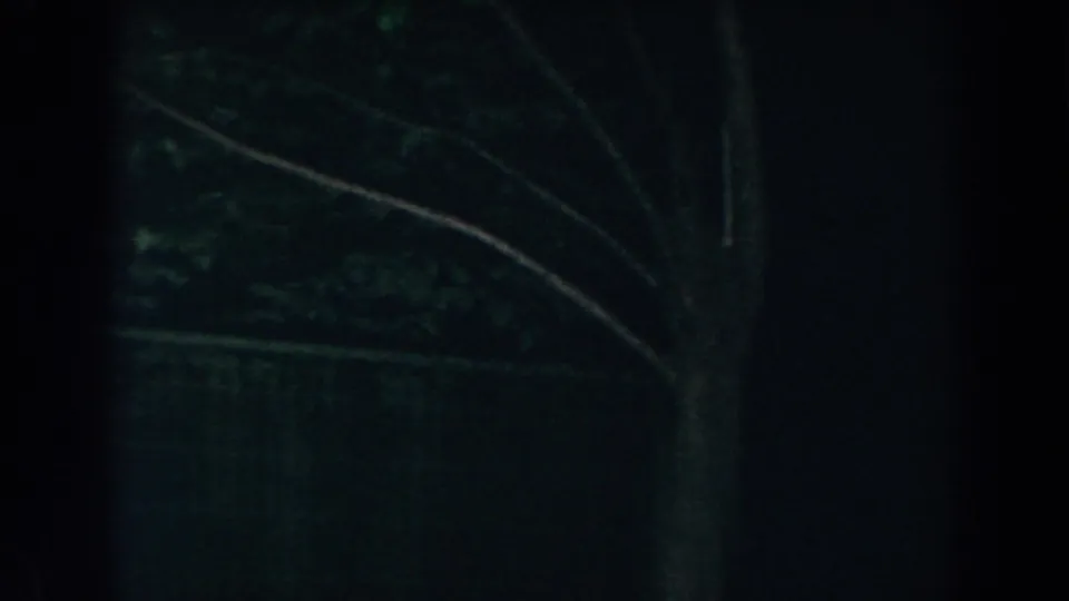 The final frame shows dark garden foliage, a curved branch or railing line, and a faint fence in the 1960 Brighton nighttime park footage.