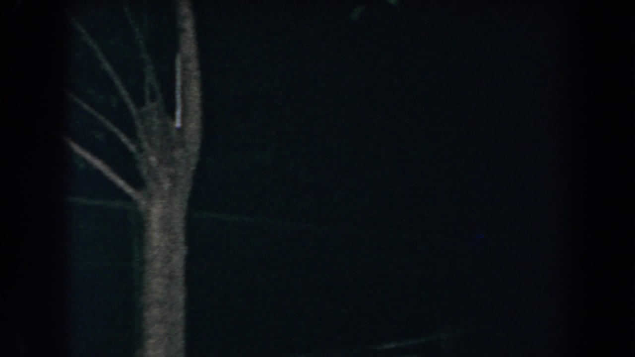 Dark night garden with a pale tree trunk and bare branches at the left edge.