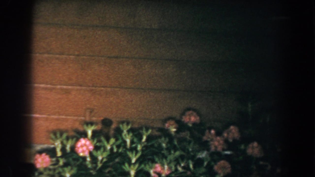 Pink flowers and green foliage in front of brown horizontal house siding.