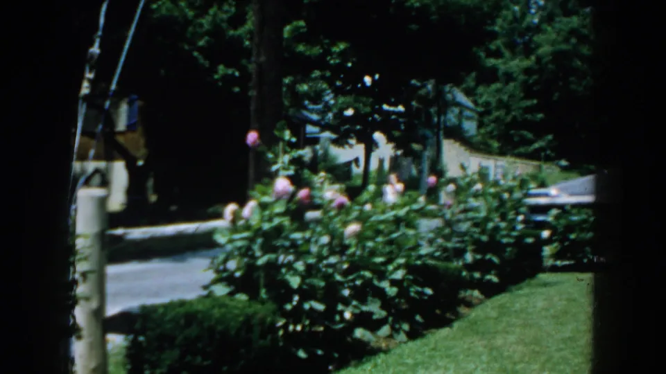 1960 Brighton, Michigan frame shifting toward shrubs with pink flowers, lawn, trees, a house edge, and a paved drive or road.
