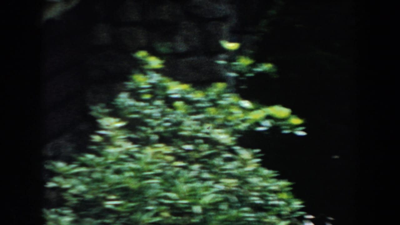 Blurred greenery and dark stone or siding seen during handheld movement.