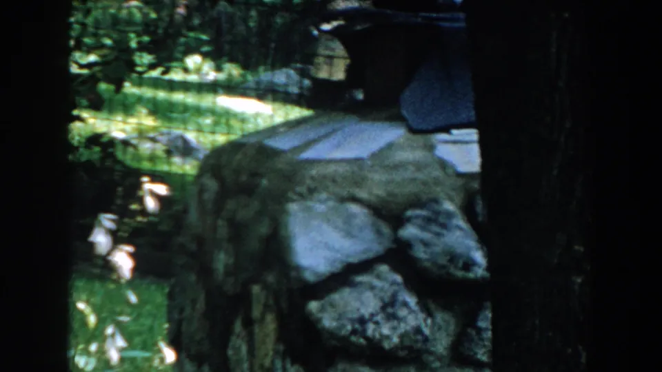 1960 8mm frame from Brighton, Michigan, showing a shaded yard with rocks, trees, fence lines, and part of a residential exterior.