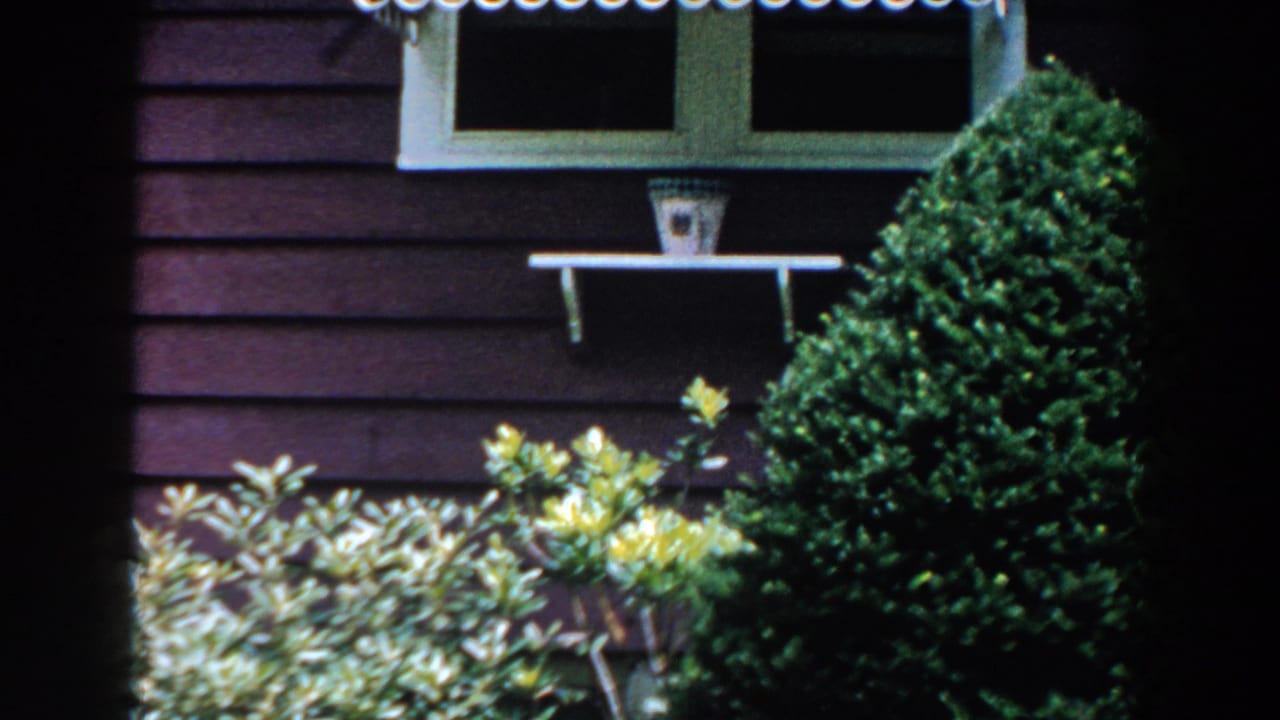 Dark house siding, white-trimmed window, shelf, potted item, shrubs, and yellow flowers.