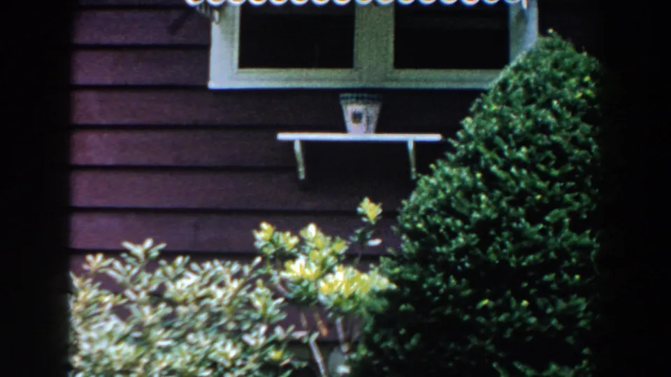 Brighton, Michigan house exterior in 1960 with dark siding, a white window, small shelf, clipped shrub, and yellow flowering plant.