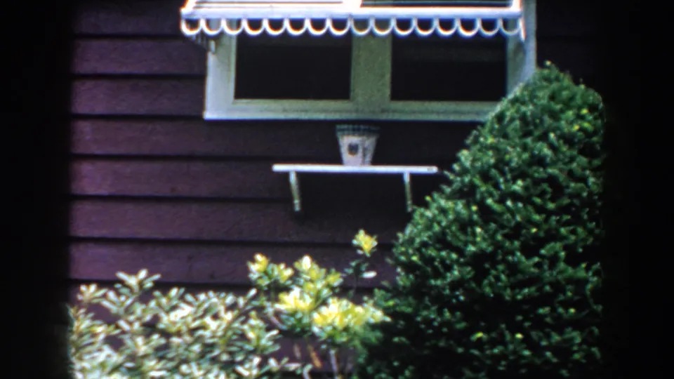1960 Brighton residential exterior with a white window, small shelf, shaped evergreen shrub, and yellow blooms in sunlight.