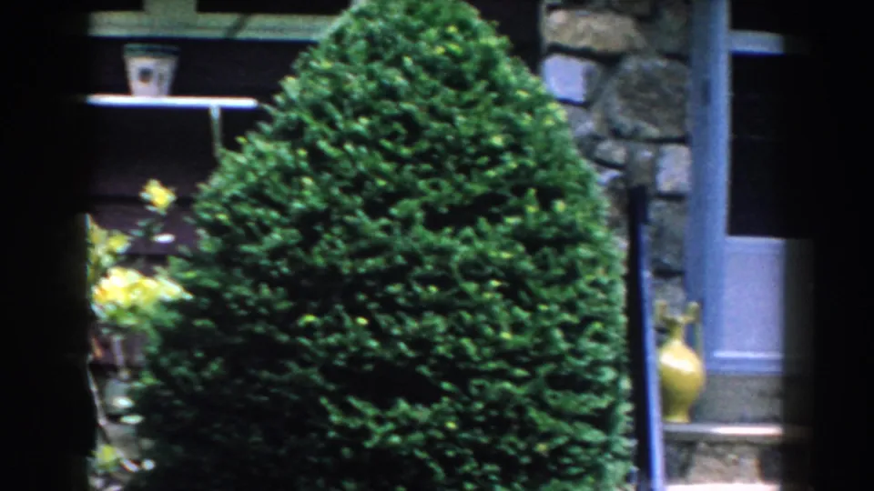 Brighton, Michigan 8mm frame showing a clipped evergreen shrub beside stonework, a doorway edge, and yellow flowers near the house.