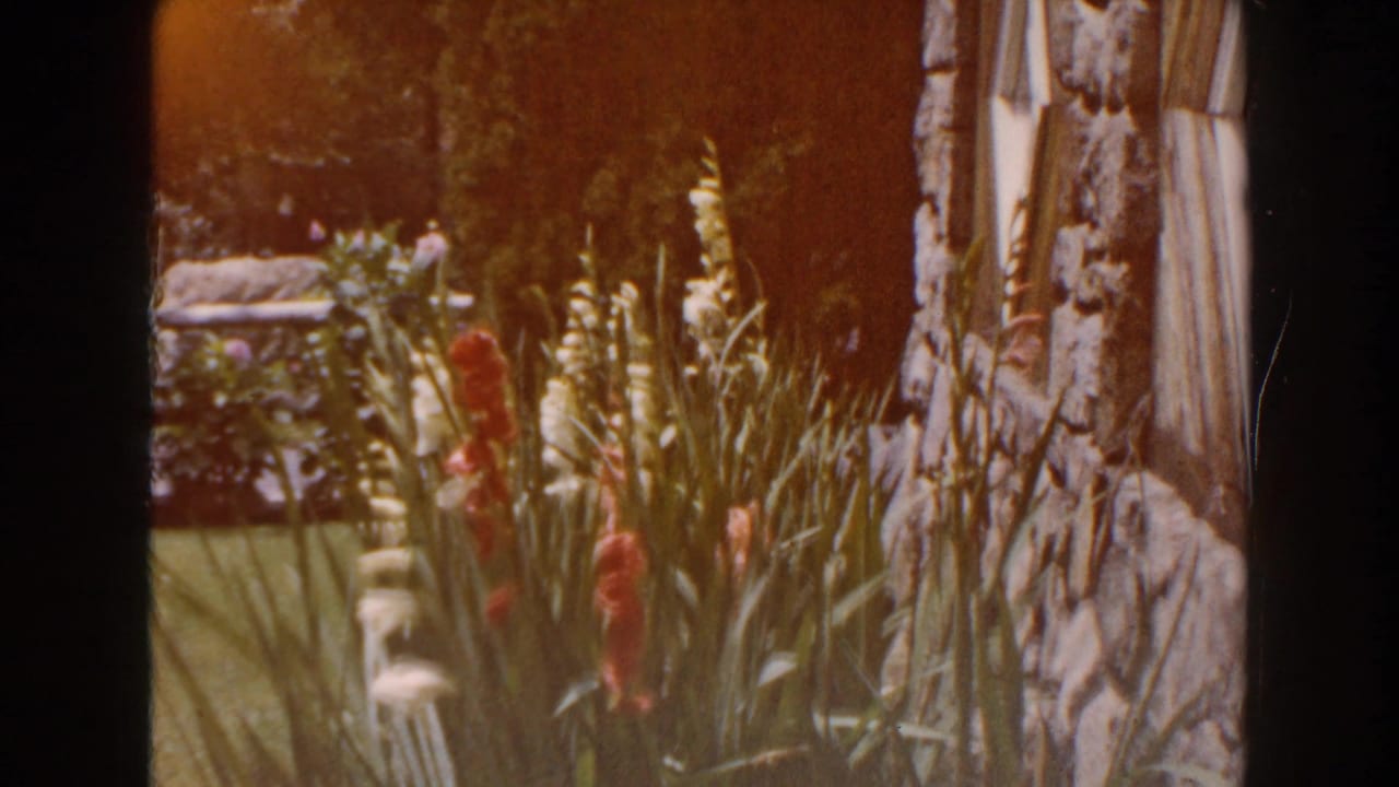 Tall red and white gladiolus beside a stone house wall and lawn.