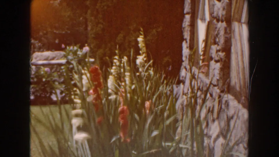 1960 Brighton, Michigan home-movie frame showing gladiolus flowers beside a stone house exterior and green lawn.