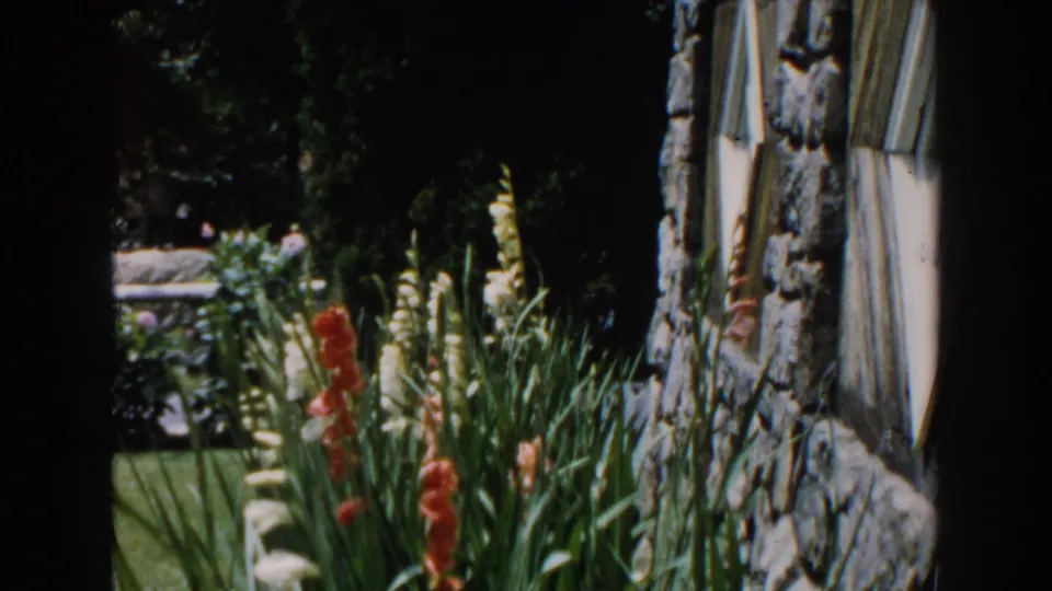 1960 home-movie still from Brighton showing tall gladiolus, green lawn, and a stone residential wall in sunlight.