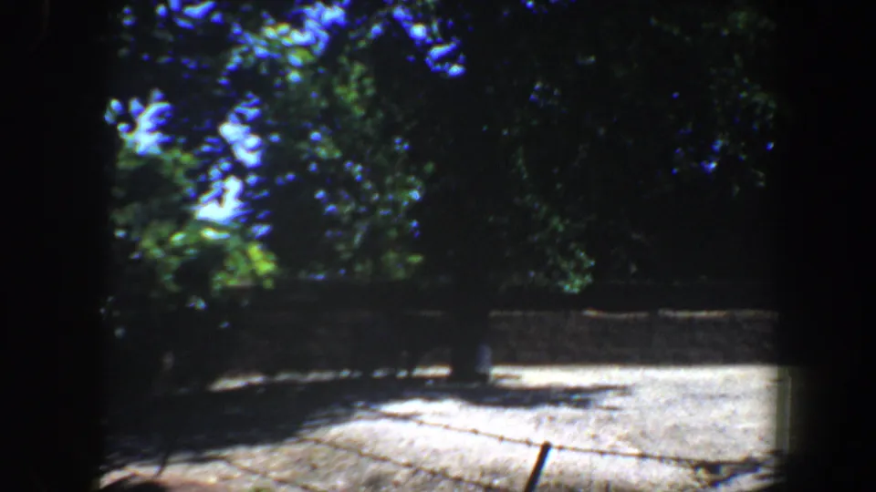 1964 8mm frame from the Saint Louis metadata clip, showing trees, bright paved ground, and shaded landscaping near the campus grounds.